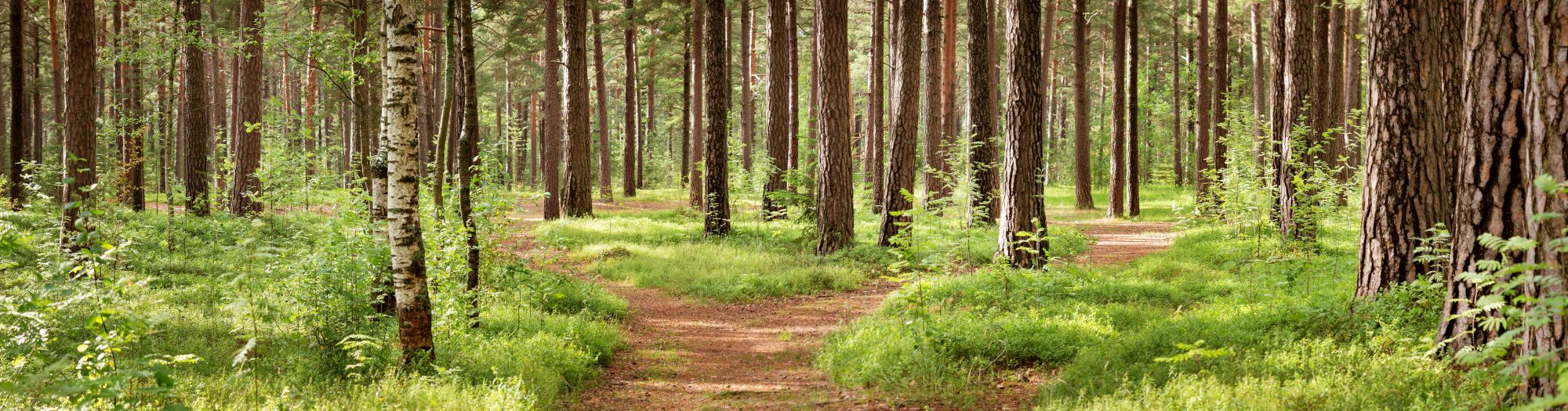 Pine forest panorama. Featured blog image for Green Acres Webbing.